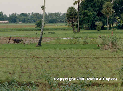 Farmers in field with an oxen.